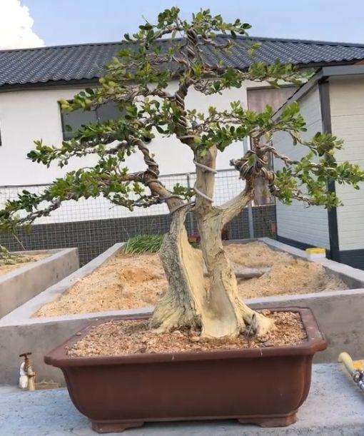 季节变化， 养护技巧