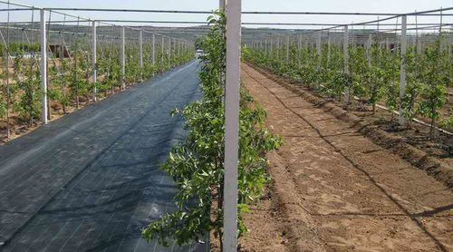 取枝：选对枝条， 成功一半