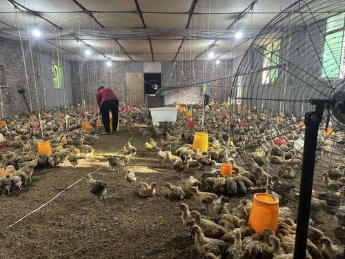 高温天气养殖场如何应对？猪中暑怎么处理