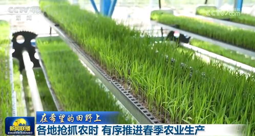 党参适宜播种时间