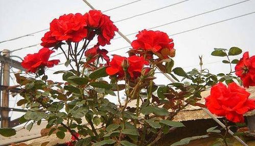 植物杀虫剂，你了解多少？