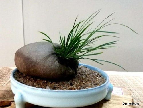 夏日种植雪松的技巧