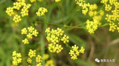 小麦地种柴胡，这事儿靠谱吗？我来给你算笔账