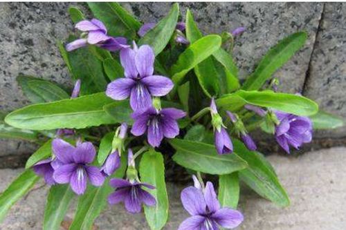 地丁种子发芽时间揭秘