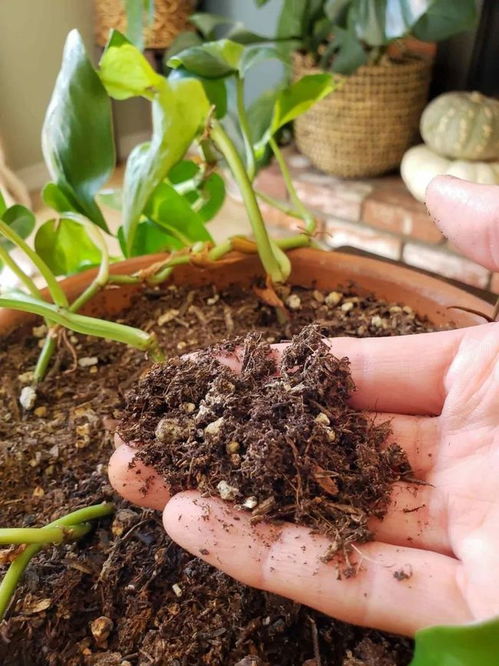 土壤中黑色小飞虫和土壤里面的小黑飞是同一种生物吗
