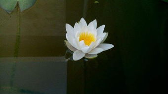 施肥浇水：莲子成长过程中的小秘密