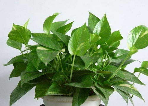 三大作死操作， 光图好堪选错树