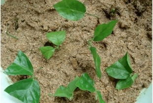 种植土壤， 要讲究营养