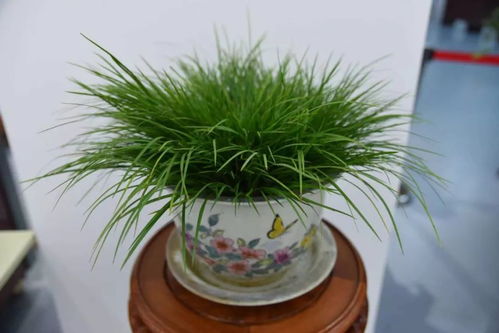 蒲草花和菖蒲：大自然的馈赠，Neng否入菜治病？