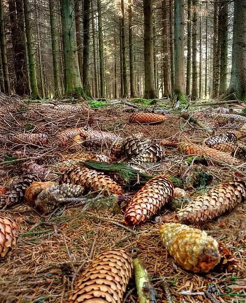 形容坚强挺拔的成语