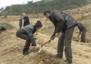 油茶苗种植黄金期：掌握最佳播种时间，助力茶叶丰收！