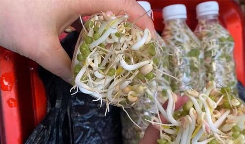 金针菇如何巧妙嵌入，又如何巧妙取出