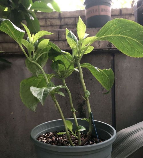 老枝开花后修剪：美观与花盛的秘诀