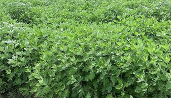 艾草种植：致富之路的开端