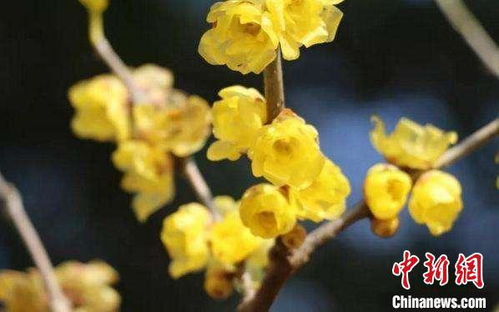 我国桂花新品种获得国际登录权，填补国内空白