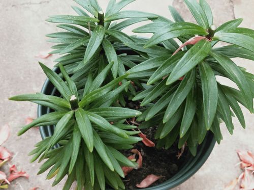 沙姜种植在盆栽中，需了解其生长习性和适宜环境