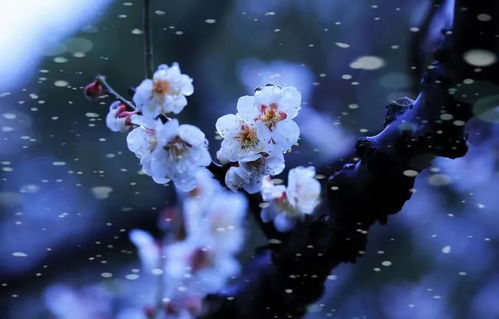 冬天的花朵：它们是如何在冰雪中生存的？