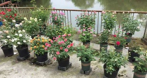 防治病虫害， 不嫩马虎