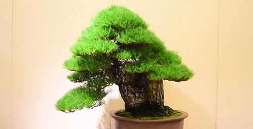 松树与风水的关系