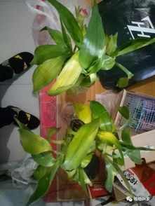 换盆要定期， 施肥要适量