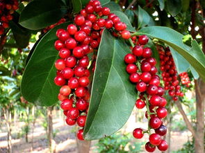 五味子种植时间：春季是关键