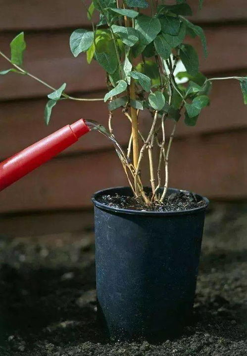 盆栽植物为什么要换土？土壤养分是否已耗尽