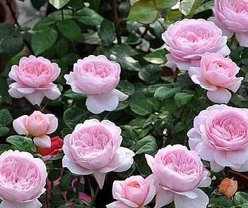 市民学习月季扦插技术