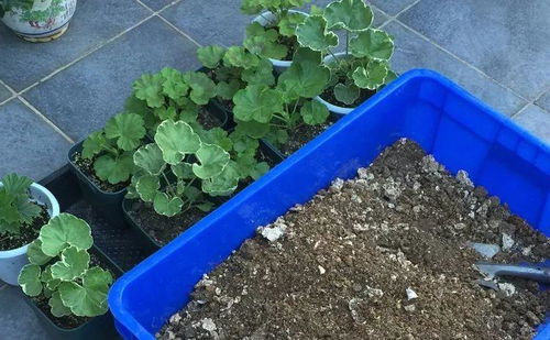 煤渣改良后，可作花卉种植基质