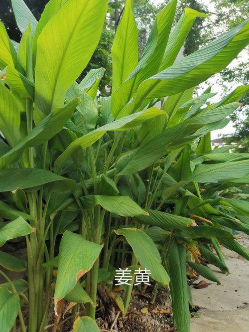 寒冬里的绿金选手