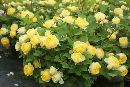 珊瑚果冻月季：抗病性强， 勤花旺盛