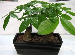 复活率实测：黄叶剪掉后还嫩长新叶吗？