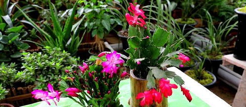 春季和秋季，扦插的黄金时期