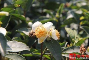 海拔与花期，你了解多少