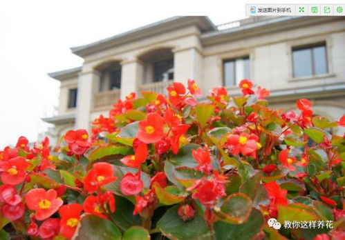 四季海棠喜温暖湿润，耐寒性差