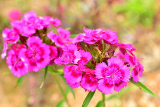 石竹：水泥缝里的坚强战士