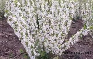 生长速度：刺槐苗的快速成长