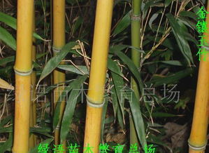 早园竹与青竹的颜值大比拼，哪个梗吸引眼球？