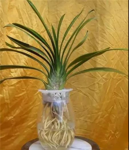 紫竹水培用生根粉，如何操作更有效