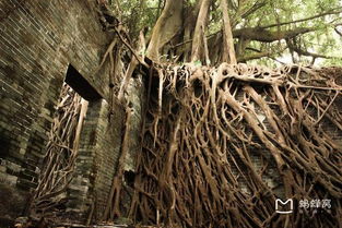 探秘灯心草的防火原理，这种被遗忘的植物为何能成为古代建筑防火的神奇守护者