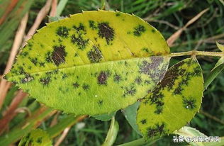 先说说这个黑斑病是啥玩意儿