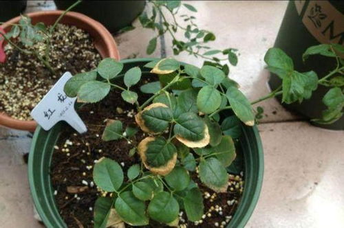 水溶肥或水肥过量，水水水是关键！