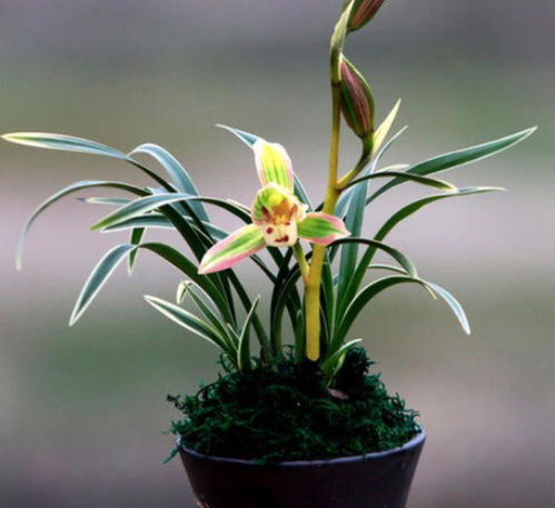 叶子泡水喝的疑问