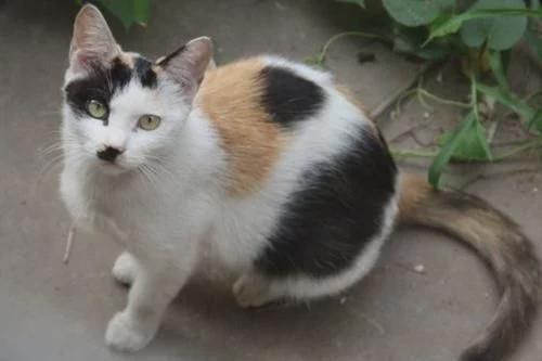 黑色：神秘与力量