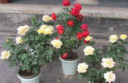 夏天月季怎么管理？