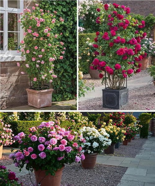 火山神行者和哪吒月季：哪个是花园中的不败之王？