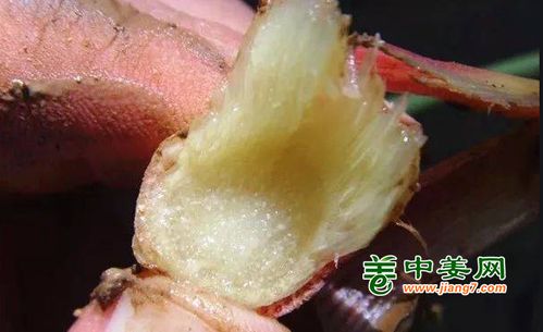 生姜病害的具体防治