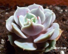 露娜莲与丽娜莲：花色差异，品种区分
