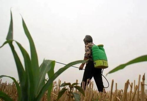 芸苔素与除草剂：Neng否共用，有何禁忌？