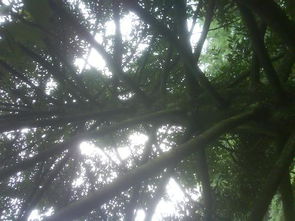 杨树，那个高高的树