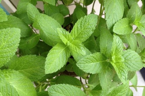 5. 薄荷——清新口气， 消炎止痛